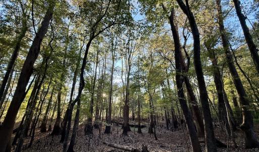 Photo #20 of 247 Quitsna Road, Windsor, NC 16.6 acres