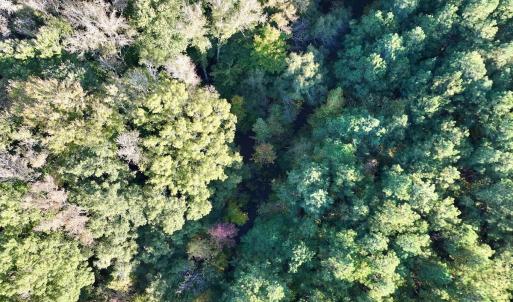 Photo #21 of 247 Quitsna Road, Windsor, NC 16.6 acres