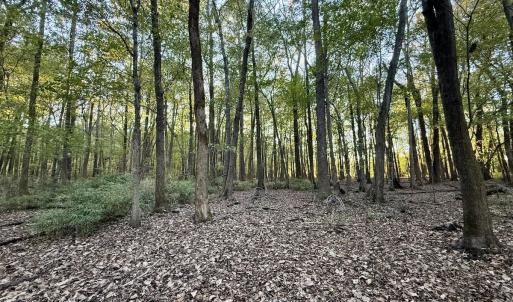 Photo #4 of 247 Quitsna Road, Windsor, NC 16.6 acres