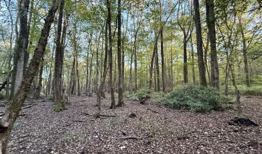 Photo #5 of 247 Quitsna Road, Windsor, NC 16.6 acres