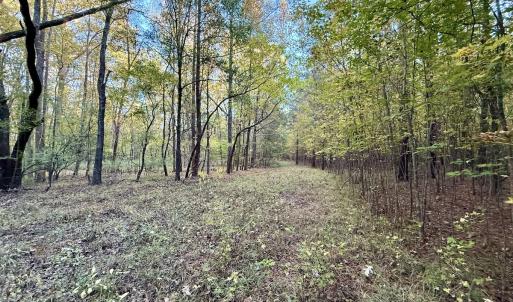 Photo #7 of 247 Quitsna Road, Windsor, NC 16.6 acres