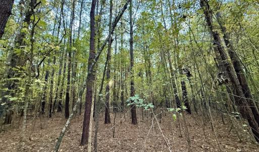 Photo #8 of 247 Quitsna Road, Windsor, NC 16.6 acres