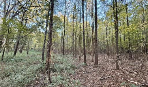 Photo #9 of 247 Quitsna Road, Windsor, NC 16.6 acres