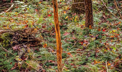 Photo #8 of Off Handy Mountain Dr, Stuart, VA 47.0 acres