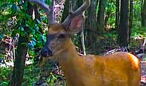 Photo #9 of Off Handy Mountain Dr, Stuart, VA 47.0 acres