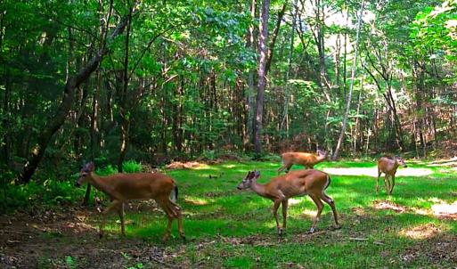 Photo #21 of Off Handy Mountain Dr, Stuart, VA 47.0 acres