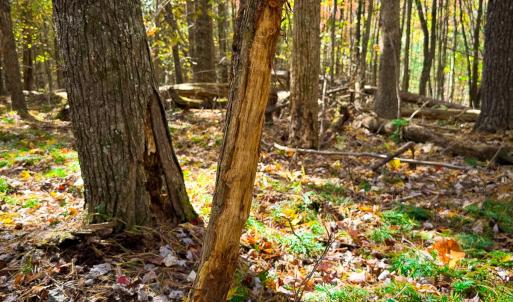 Photo #23 of Off Handy Mountain Dr, Stuart, VA 47.0 acres