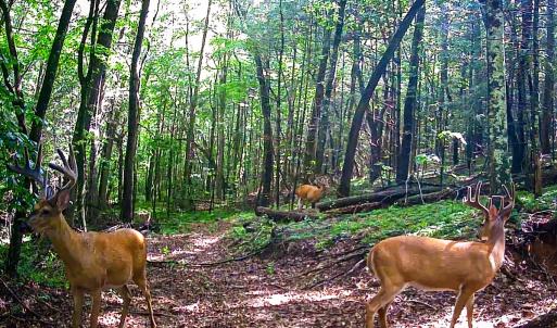 Photo #24 of Off Handy Mountain Dr, Stuart, VA 47.0 acres