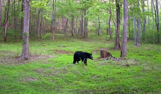 Photo #37 of Off Handy Mountain Dr, Stuart, VA 47.0 acres