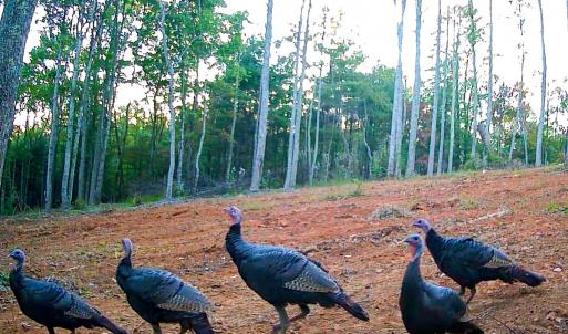 Photo #39 of Off Handy Mountain Dr, Stuart, VA 47.0 acres