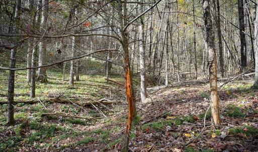 Photo #44 of Off Handy Mountain Dr, Stuart, VA 47.0 acres
