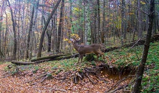 Photo #45 of Off Handy Mountain Dr, Stuart, VA 47.0 acres