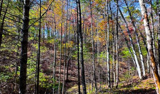 Photo #46 of Off Handy Mountain Dr, Stuart, VA 47.0 acres
