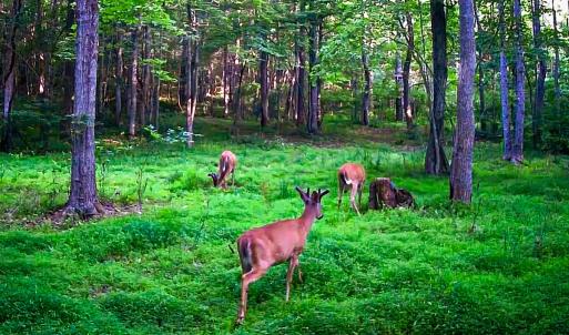 Photo #49 of Off Handy Mountain Dr, Stuart, VA 47.0 acres