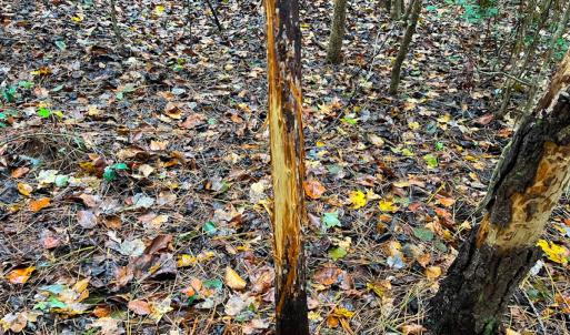 Photo #4 of Off Acres Hills Dr, Dewitt, VA 15.0 acres