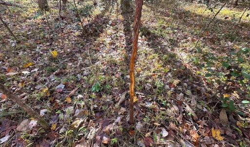 Photo #42 of Off Acres Hills Dr, Dewitt, VA 15.0 acres