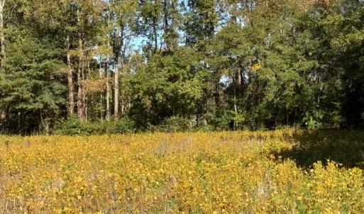 Photo #13 of Off Martin Luther King Jr Drive, Lumberton, NC 38.5 acres