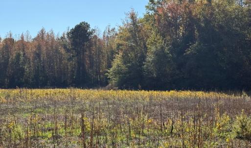 Photo #14 of Off Martin Luther King Jr Drive, Lumberton, NC 38.5 acres