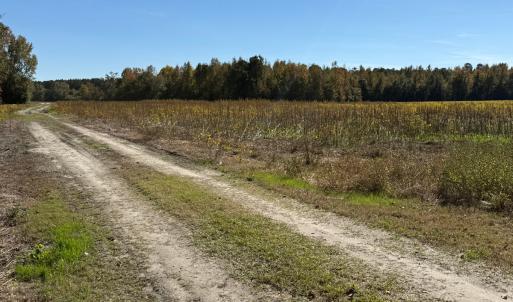 Photo #15 of Off Martin Luther King Jr Drive, Lumberton, NC 38.5 acres