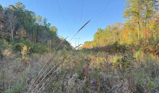 Photo #28 of Off W. Powersville Rd, Lumberton, NC 49.0 acres