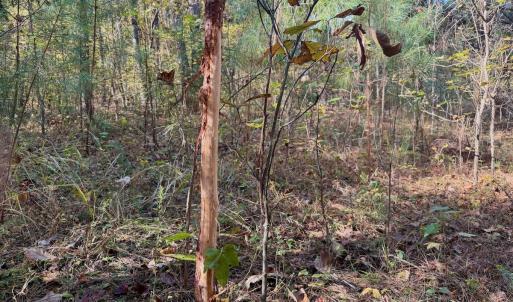 Photo #12 of Off Slatesville Road, Keeling, VA 40.0 acres