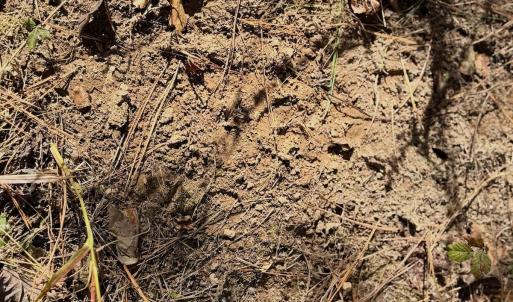 Photo #21 of Off Slatesville Road, Keeling, VA 40.0 acres