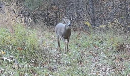 Photo #86 of Off Slatesville Road, Keeling, VA 40.0 acres