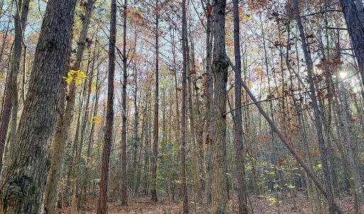 Photo #15 of Off Camp Ground Rd., Emporia, VA 15.0 acres