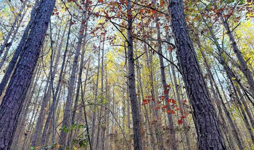Photo #19 of Off Camp Ground Rd., Emporia, VA 15.0 acres