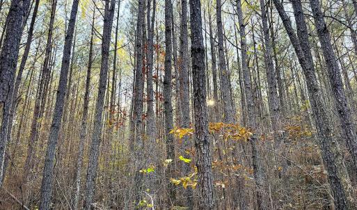 Photo #20 of Off Camp Ground Rd., Emporia, VA 15.0 acres