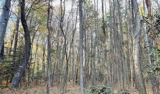 Photo #24 of Off Camp Ground Rd., Emporia, VA 15.0 acres