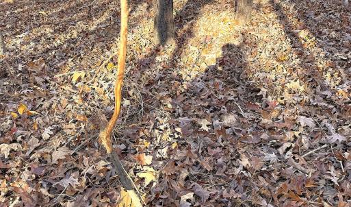 Photo #25 of Off Camp Ground Rd., Emporia, VA 15.0 acres