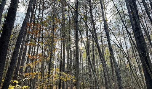 Photo #7 of Off Camp Ground Rd., Emporia, VA 15.0 acres