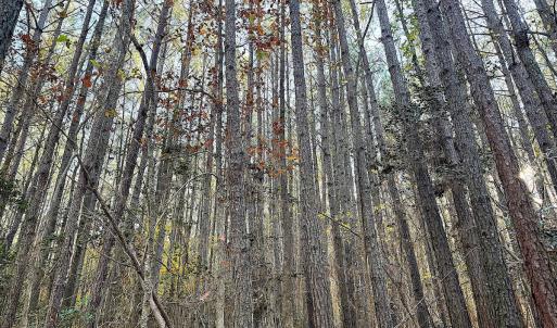 Photo #9 of Off Camp Ground Rd., Emporia, VA 15.0 acres