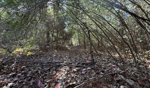 Photo #43 of Off E Pleasant Hill Rd, Pink Hill, NC 81.0 acres