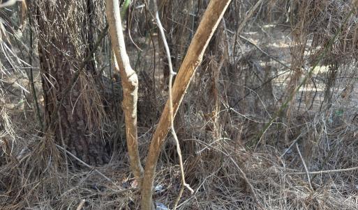 Photo #46 of Off E Pleasant Hill Rd, Pink Hill, NC 81.0 acres