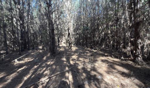 Photo #48 of Off E Pleasant Hill Rd, Pink Hill, NC 81.0 acres