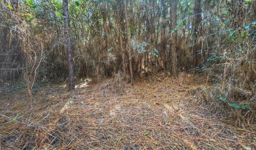 Photo #51 of Off E Pleasant Hill Rd, Pink Hill, NC 81.0 acres