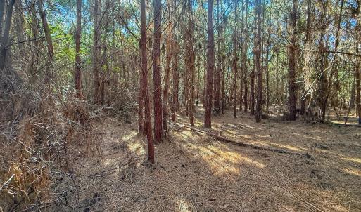 Photo #52 of Off E Pleasant Hill Rd, Pink Hill, NC 81.0 acres