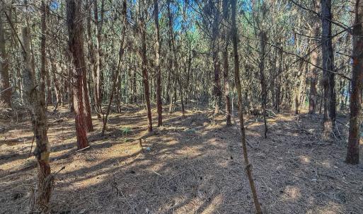 Photo #53 of Off E Pleasant Hill Rd, Pink Hill, NC 81.0 acres