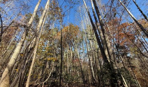 Photo #17 of Off Russell Union Road, Manson, NC 8.0 acres