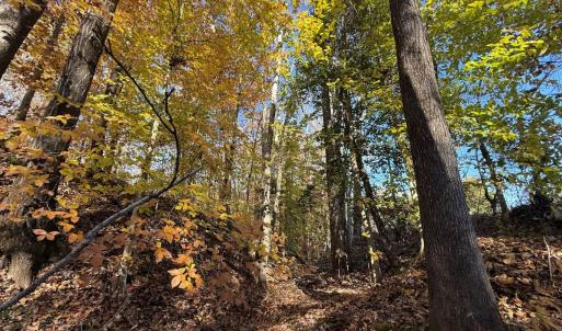 Photo #7 of Off Russell Union Road, Manson, NC 8.0 acres