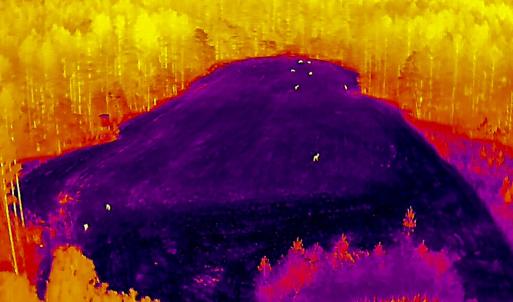 Photo #101 of 784 & 785 Glennie Irvin Road, Semora, NC 146.3 acres