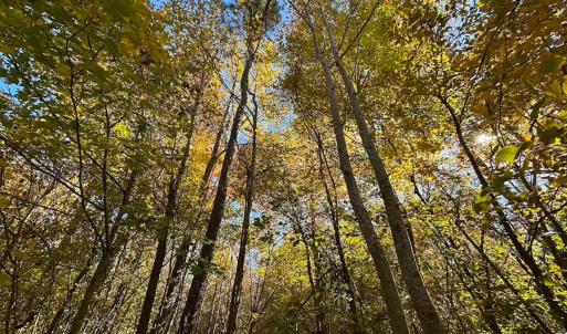 Photo #2 of 467 AC Baum Rd VA & 266 Ac W  Gibbs Rd Currituck Co NC, Currituck, NC 733.0 acres