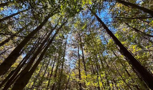 Photo #12 of 467 AC Baum Rd VA & 266 Ac W  Gibbs Rd Currituck Co NC, Currituck, NC 733.0 acres