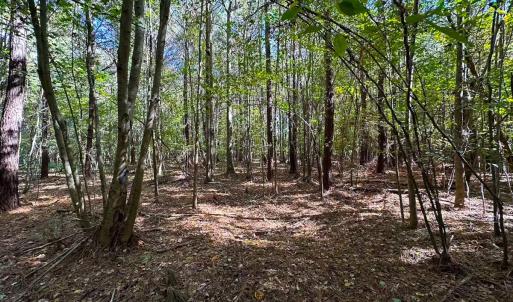 Photo #15 of 467 AC Baum Rd VA & 266 Ac W  Gibbs Rd Currituck Co NC, Currituck, NC 733.0 acres