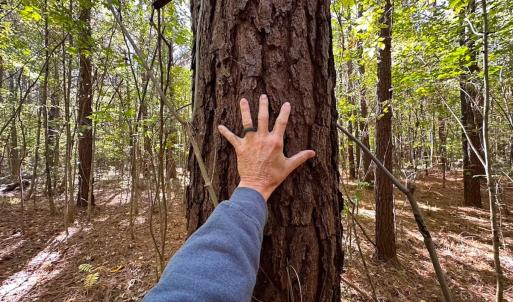Photo #16 of 467 AC Baum Rd VA & 266 Ac W  Gibbs Rd Currituck Co NC, Currituck, NC 733.0 acres