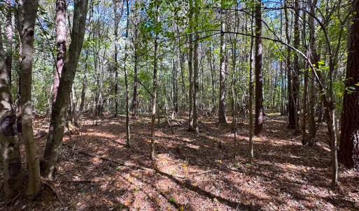 Photo #17 of 467 AC Baum Rd VA & 266 Ac W  Gibbs Rd Currituck Co NC, Currituck, NC 733.0 acres