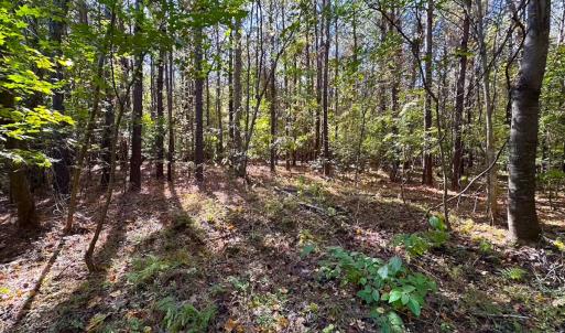 Photo #19 of 467 AC Baum Rd VA & 266 Ac W  Gibbs Rd Currituck Co NC, Currituck, NC 733.0 acres