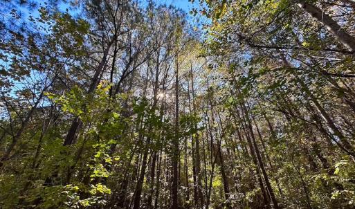 Photo #20 of 467 AC Baum Rd VA & 266 Ac W  Gibbs Rd Currituck Co NC, Currituck, NC 733.0 acres